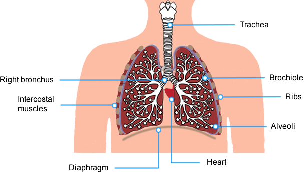 Respiratory System