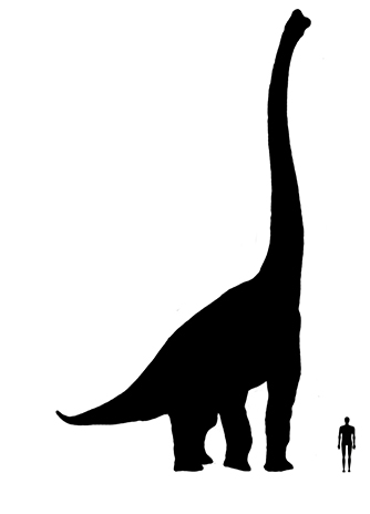 Brachiosaurus size comparison image