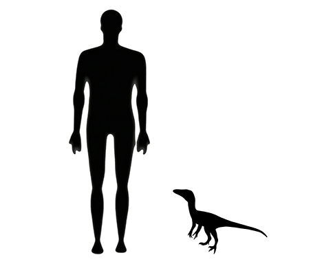 Compsognathus size comparison image