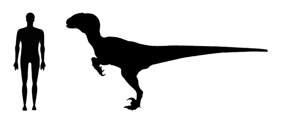 JP Veloceraptor Size Jurassic Park / Jurassic world Velociraptor size compared to an adult human.