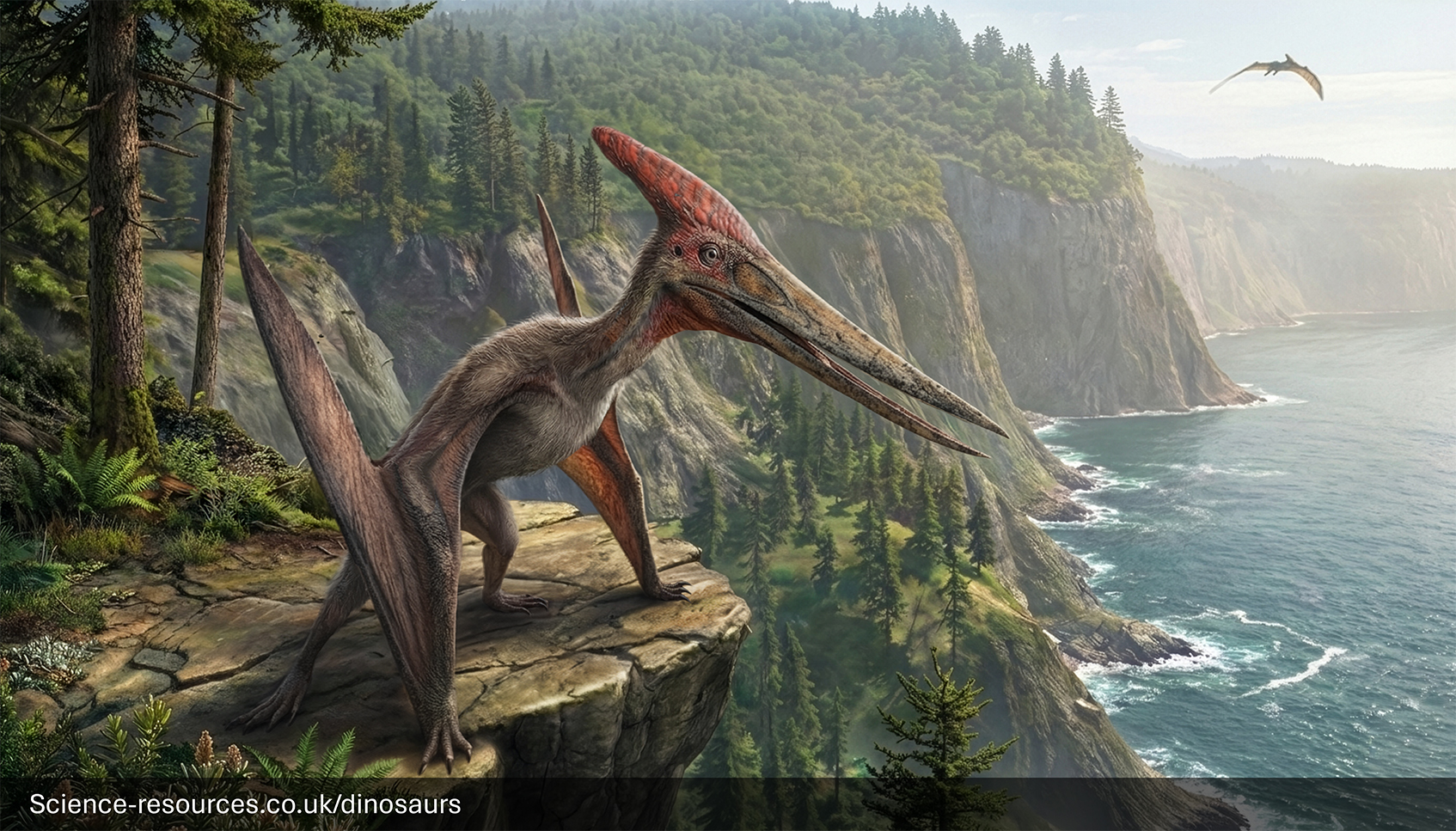 A highly realistic depiction of an adult male Pteranodon perched on a rugged cliff edge overlooking a vast ocean. The Pteranodon has a long, slender beak and a prominent reddish cranial crest that curves backward, characteristic of males. Its body is covered in fine, textured skin with a muted grey-brown tone, and its wings are partially folded, showing leathery membranes and strong limb structure. The creature’s claws grip the uneven rock surface firmly, emphasizing its readiness for flight. Surrounding the Pteranodon are dense, naturalistic conifer trees and lush green ferns, adding depth and realism to the prehistoric setting. In the background, steep forested cliffs descend into the churning blue-grey sea, with waves breaking against the rocky shoreline. The sky is overcast, casting soft, diffused light across the scene, and a second Pteranodon is visible soaring in the distance, reinforcing the sense of scale and habitat.