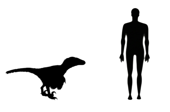 Velociraptor size Velociraptor size compared to an adult human.